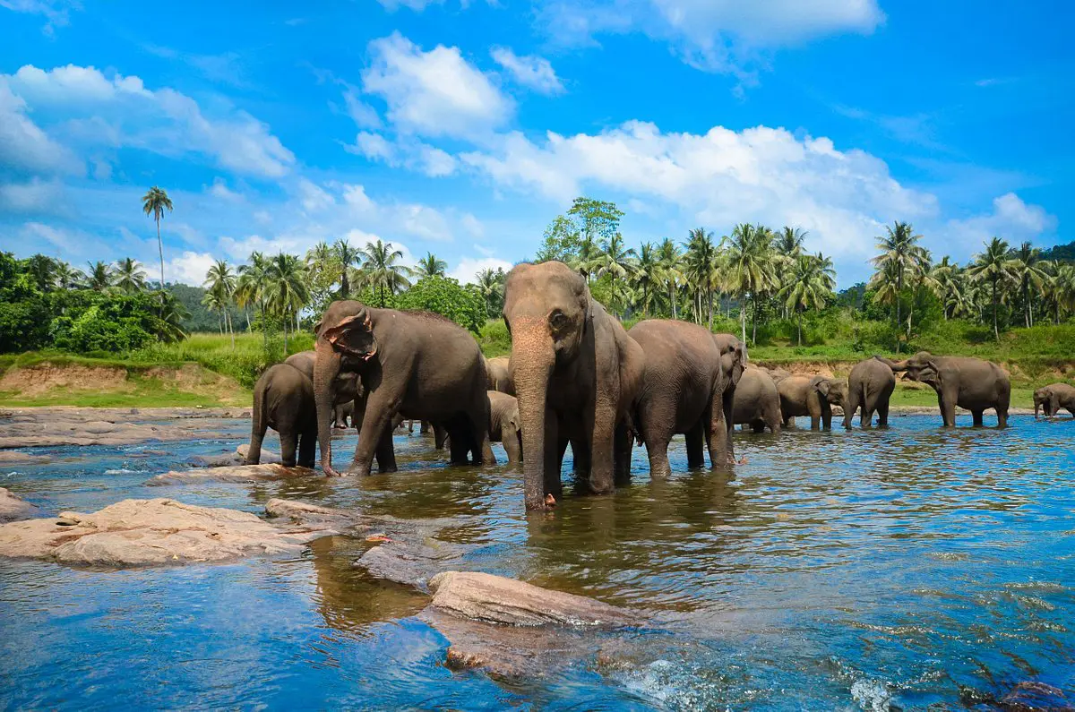 Traveling Ceylon Elephants