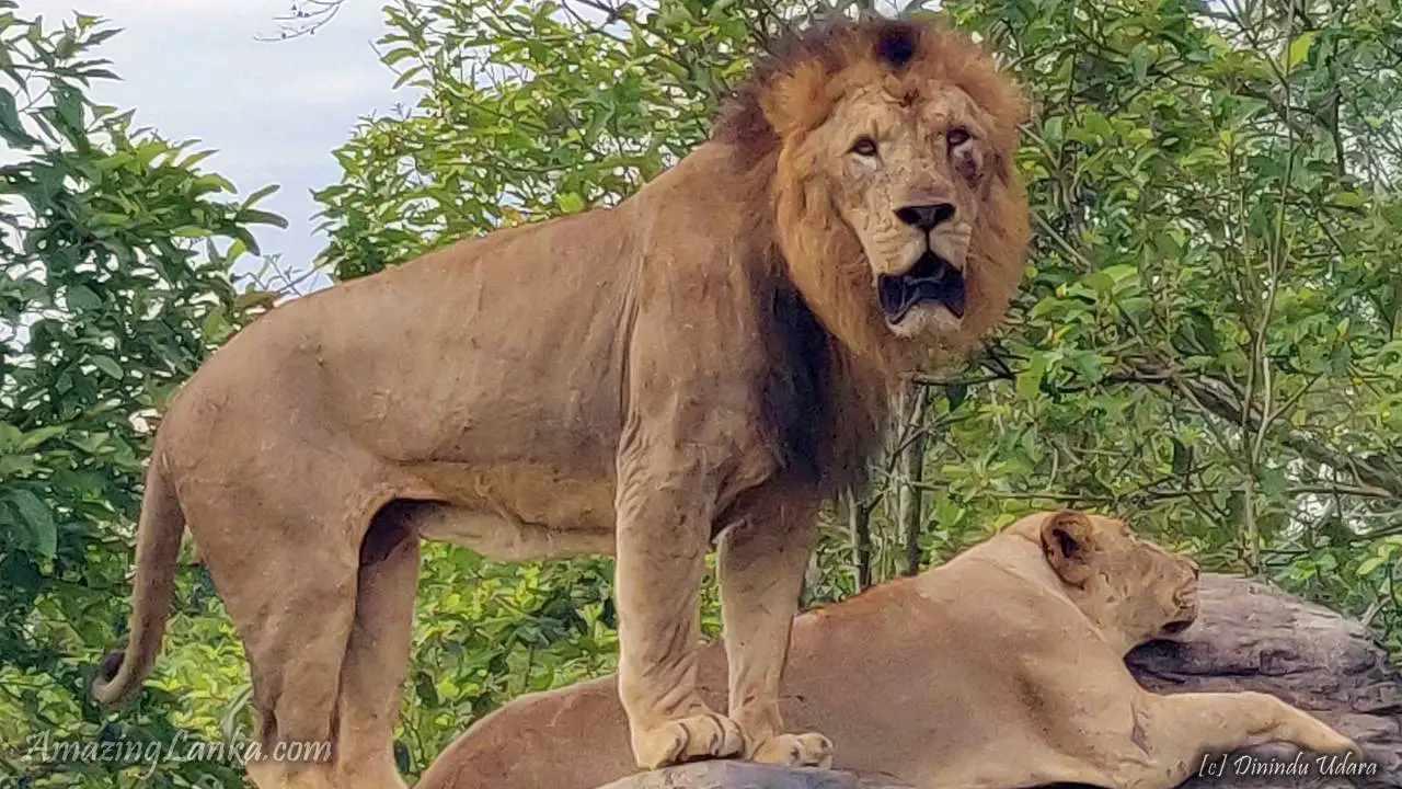 Ridiyagama Safari Park