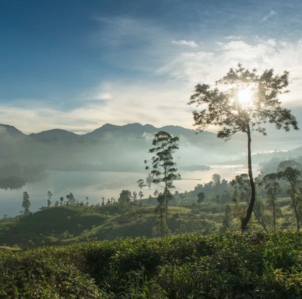Tea Plantation